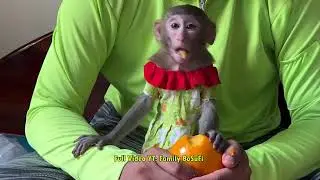 This little orphan was a target in the wild until a compassionate human became its protector.