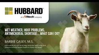 Small Ruminant (Sheep & Goat) Webinar with Barbie Casey
