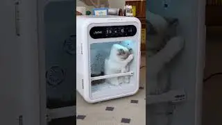Yeah yeah eating, eating the ca.......WHAT???? #jirpet #petdryer #2024elections #petdryercabin