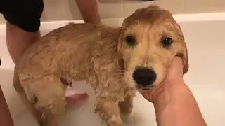 PUPPY BATH TIME ROUTINE | GOLDEN RETRIEVER PUPPY