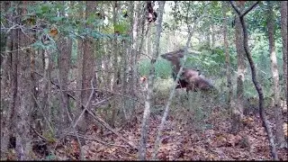 Deer Hunting 3-person Man Drive: 8-point Buck Down! I AM BACK!