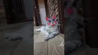 Красота страшная сила🐾😻❣️#meowed#meowedcomik#cutecatcrew#cutecats#maincoone#котопес#MCOns22#bakucat