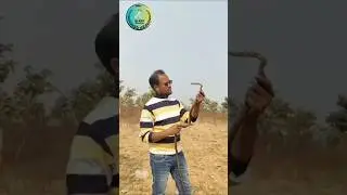 सांप का दिवाना 🐍💝 | धामिन साप का विडियो 🐍😱 | Rat Snake Status 🎭 #shorts #viral #snake #ytshorts