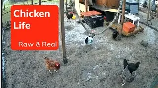 The Chicken’s Life — As Real As It Gets - Part 1