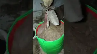 Black Diamond guava plant care tips,black diamond guava plant poting mixture tayyar kre sweet guava