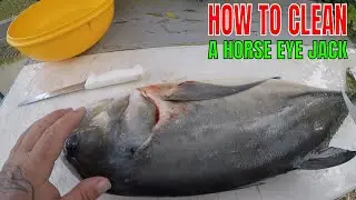 HOW TO CLEAN A HORSE EYE JACK