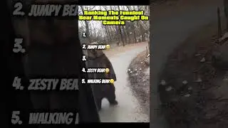 Top 5 Funniest Bear Moments Ranked!