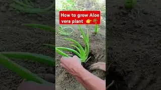 How to grow aloe vera plant 🎋🎋#plants #growth #farming #farmer