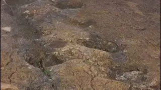 Dinosaur footprints discovered in Bolivia
