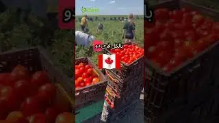Sardar Jagmohan Singh Company Visa Sardar Jagmohan Singh Canada Eden Food Company Canada 🇨🇦