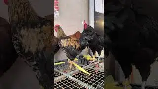 Be vegan torturing animals is not the right thing #chicken #viral #bevegan #animallovers #animals