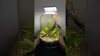 Миниатюрная водная экосистема в банке #аквариум #акваскейп #экосистема