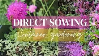 Sowing Wallflowers in a Container Garden &ndash; Relaxing Gardening Video with Soft Music & Nature Sounds