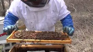 Early Spring Honeybee Hive Inspection