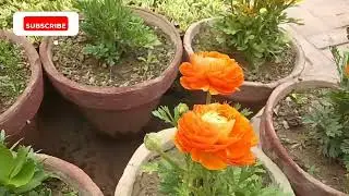 Peshawar city of formers#garden #lakshivgardening #gardening #nature #peshawar #pakistan 