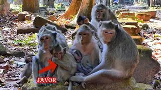 Happy News! Little Javor Is Back Home to Meet Mom Jade and Family 💛, | AmberTroop