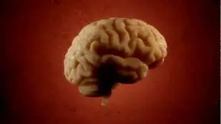 Interesting Facts About The Brain (Turntable Animation)