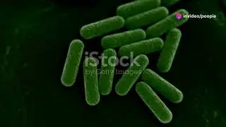 Microscopic Marvels: The Hidden World of Bacteria