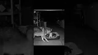 Hero Wolf Finds And Returns Lost Puppy To Its Family 🐺🏡 #Rescue