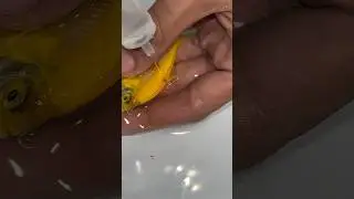 Parasites 🦠 Treatment Widow Fish #fishparasites #minivlog #aquarium #guppy #petfish #petfish #fish