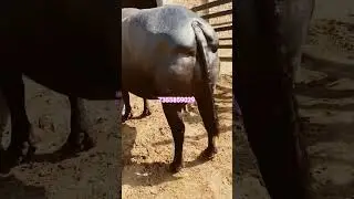 Black Gold. Murrah is best breed of buffalo