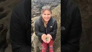 Beachcombing SEA GLASS BEACH in Fort Bragg California