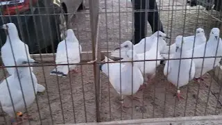 OGROMNY RYNEK TARG W ELBLĄGU🤔 JESZCZE TAKIEGO TARGU NIE BYŁO 🤣🤣UKRADLI JASNEGO NA RYNKU 🙉ZAPRASZAM💥💣