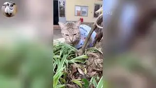 Funniest Cats and Dogs Videos 2026🐈🐕Try Not To Laugh😜 Part 32