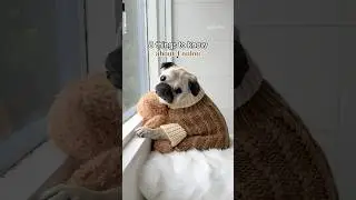 8 things to know about Loulou 🤓🙌🏼 #pug #dog