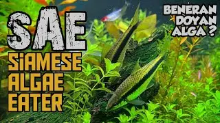 Siamese algae eater, the most SAE aquascape cleaning fish ~ #BASAHMAS ep.006