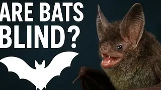 क्या चमगादड़ अंधे होते है || Amazing Facts || Are Bats Blind