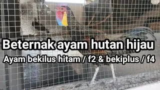 beternak ayam hutan hijau ori, bekilus hitam / f2 dan bekiplus / f4