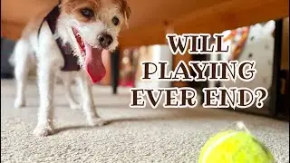 Unstoppable Fetch Machine