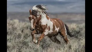 Sunday Morning Horsy Live - Horse Stuff & Great Lessons On Pressure & Release In Horse Training
