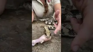 Weird Facts people don&rsquo;t know about False Water Cobras😱