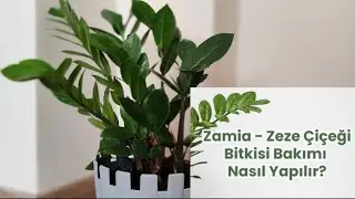 Zeze çiçeği ( Zamia çiçeği) Bakımı ve Özellikleri #zeze #bitkiler #herb #flowers #garden #çiçekler