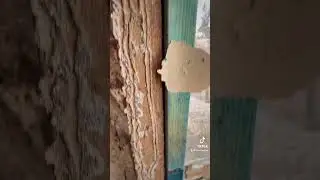 Termite Eradication Alexandra Hills | Successful Termite Inspection Treatment Eradication Brisbane