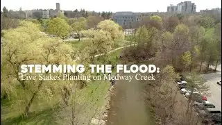 Stemming The Flood: Live Stakes Planting on Medway Creek