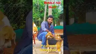 Beagle dogs for sales | pets lover | dogs kennel. #beagle #dogs