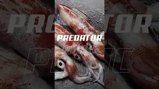 Did YOU know? Predator Panic: Giant Squid #didyouknow #killer #predators #facts