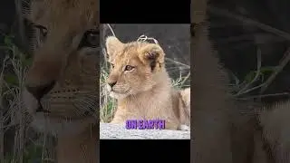 The Making of a King Lion Cub Transformation #predator  #africa  #wildlife