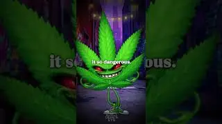 How marijuana affects intelligence
