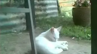 mi gatita blancuchi