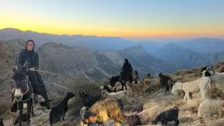 Кочевница Сита: приключения с овцами 🐑 | катание на осле в горах Загрос 🏔️
