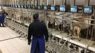 Hala udojowa dla kóz POLANES