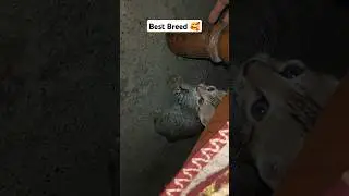 Best Pet breed😱 @Youtube-ka-algorithm #viralvideo #funny #youtube #youtubeshorts #cute #cat #catlovers