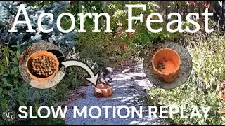 🍂🐿️Squirrel & Chipmunk: Funny Fall Acorn Feast