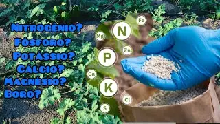 ￼ Qual e quais adubo jogar na melancia e quantidade certa de cada nutriente ?￼￼