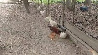 Galinhas caipira criatorio porteira branca.