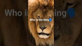 | Lions vs Elephants: Who Really Rules the Jungle? 🦁🐘 #elephantshorts #wildlens #asianelephant #lion